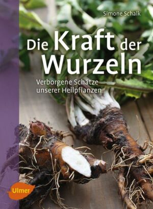 Die Kraft der Wurzeln