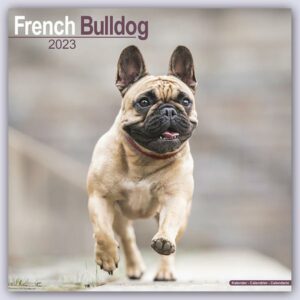 French Bulldog - Französische Bulldoggen 2023 - 16-Monatskalender