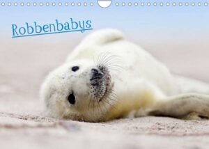 Robbenbabys (Wandkalender 2023 DIN A4 quer)