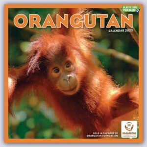 Orangutan – Orang-Utan 2023