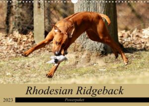 Rhodesian Ridgeback Powerpaket (Wandkalender 2023 DIN A3 quer)