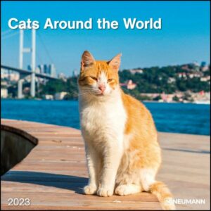 Cats Around the World 2023 - Wand-Kalender - Broschüren-Kalender - 30x30 - 30x60 geöffnet - Katzen-Kalender