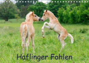 Haflinger Fohlen (Wandkalender 2023 DIN A4 quer)