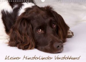 Kleiner Münsterländer Vorstehhund (Wandkalender 2022 DIN A3 quer)