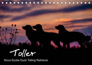 Toller - Nova Scotia Duck Tolling Retriever (Tischkalender 2022 DIN A5 quer)