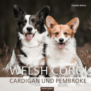 Welsh Corgi