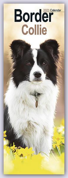 Border Collies 2023