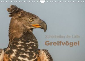 Schönheiten der Lüfte - Greifvögel (Wandkalender 2023 DIN A4 quer)