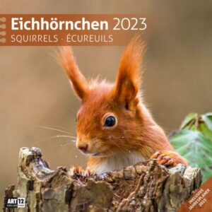 Eichhörnchen Kalender 2023 - 30x30