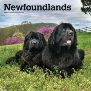 Newfoundlands 2023 Square