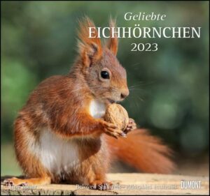 Geliebte Eichhörnchen 2023 - DUMONT Wandkalender - mit den wichtigsten Feiertagen - Format 38