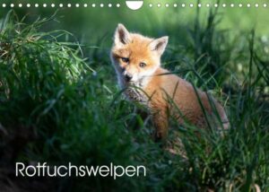 Rotfuchswelpen (Wandkalender 2023 DIN A4 quer)