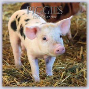 Piggies – Ferkel Schweine 2023 – 16-Monatskalender