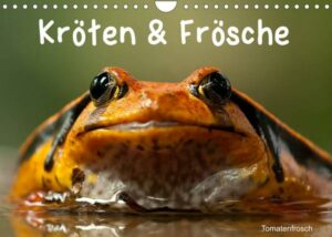 Kröten & Frösche (Wandkalender 2023 DIN A4 quer)