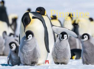 Pinguine Kalender 2023