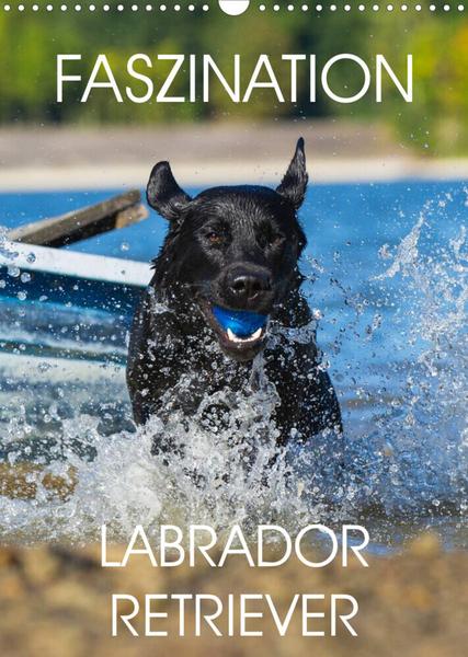 Faszination Labrador Retriever (Wandkalender 2023 DIN A3 hoch)