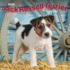 Jack Russell Terrier Puppies 2023 Square