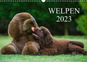 Welpen 2023 (Wandkalender 2023 DIN A3 quer)
