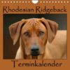 Rhodesian Ridgeback Terminkalender (Wandkalender 2023 DIN A4 quer)