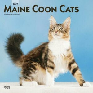Maine Coon Cats 2023 Square