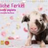 Niedliche Ferkel lovely piglets 2023 (Wandkalender 2023 DIN A4 quer)
