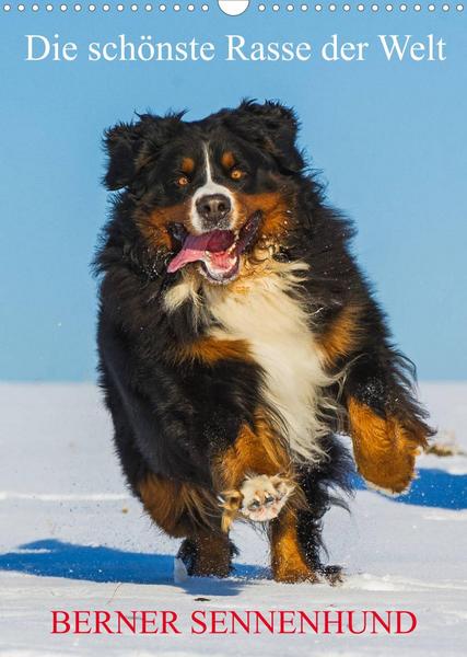 Die schönste Rasse der Welt - Berner Sennenhund (Wandkalender 2023 DIN A3 hoch)