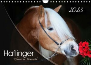 Haflinger-Pferde in Reinzucht (Wandkalender 2023 DIN A4 quer)