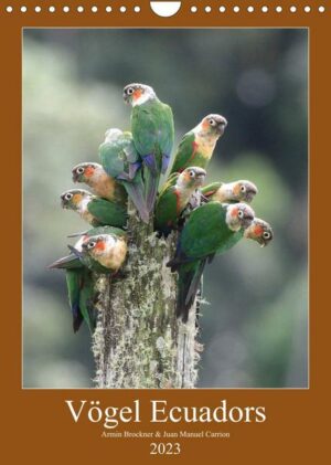 Vögel Ecuadors (Wandkalender 2023 DIN A4 hoch)