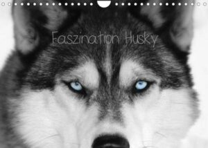 Faszination Husky (Wandkalender 2023 DIN A4 quer)
