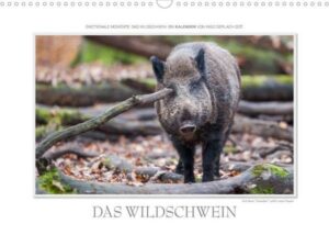 Emotionale Momente: Das Wildschwein. (Wandkalender 2023 DIN A3 quer)