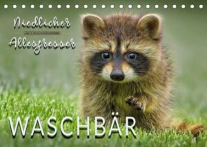 Waschbär - Niedlicher Allesfresser (Tischkalender 2023 DIN A5 quer)