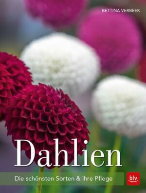 Dahlien