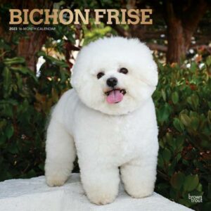 Bichon Frise 2023 Square Foil