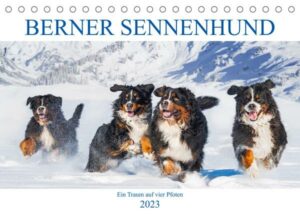 Berner Sennenhund - Ein Traum auf vier Pfoten (Tischkalender 2023 DIN A5 quer)