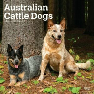 Australian Cattle Dogs 2023 Square