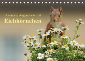 Besondere Augenblicke mit Eichhörnchen (Tischkalender 2023 DIN A5 quer)