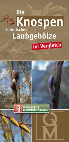 Knospen heimischer und kultivierter Laubgehölze