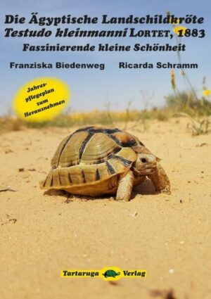 Die Ägyptische Landschildkröte Testudo kleinmanni Lortet