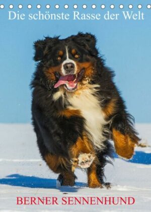 Die schönste Rasse der Welt - Berner Sennenhund (Tischkalender 2023 DIN A5 hoch)