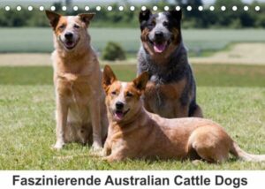 Faszinierende Australian Cattle Dogs (Tischkalender 2023 DIN A5 quer)