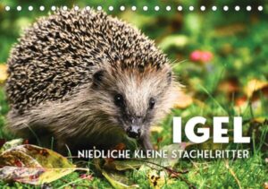 Igel - Niedliche kleine Stachelritter (Tischkalender 2023 DIN A5 quer)